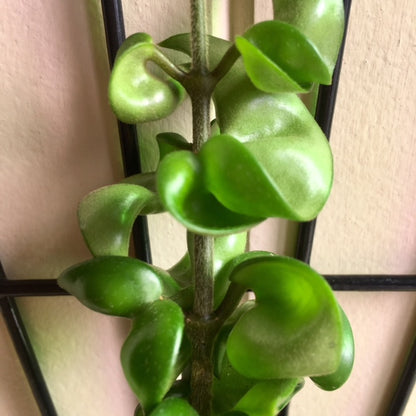Hoya compacta Indian Rope H26