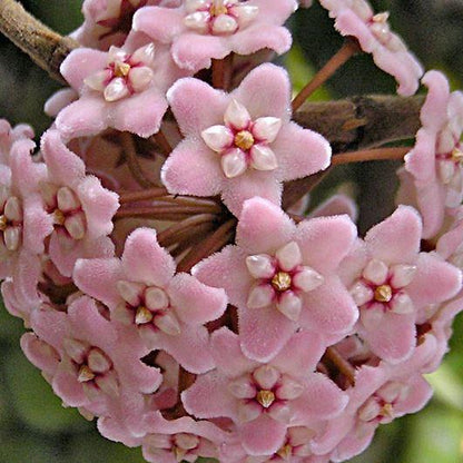 Hoya compacta Indian Rope H26