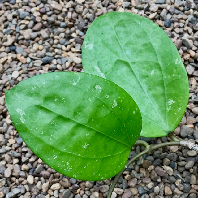 Hoya citrina Malaysia IML 0734 H270