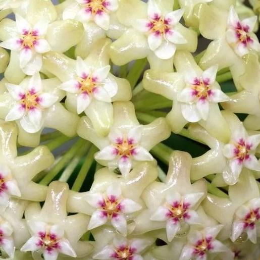 Hoya citrina Malaysia IML 0734 H270
