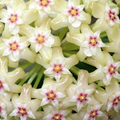 Hoya citrina Malaysia IML 0734 H270