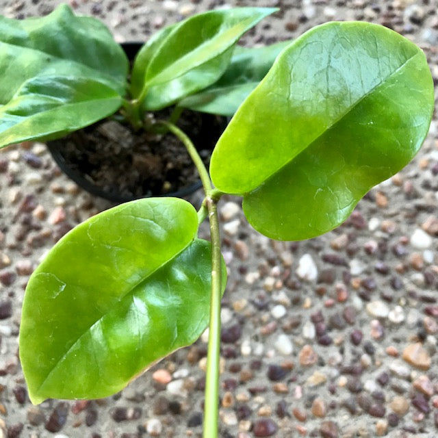 Hoya australis ssp. australis - thin leaf H271