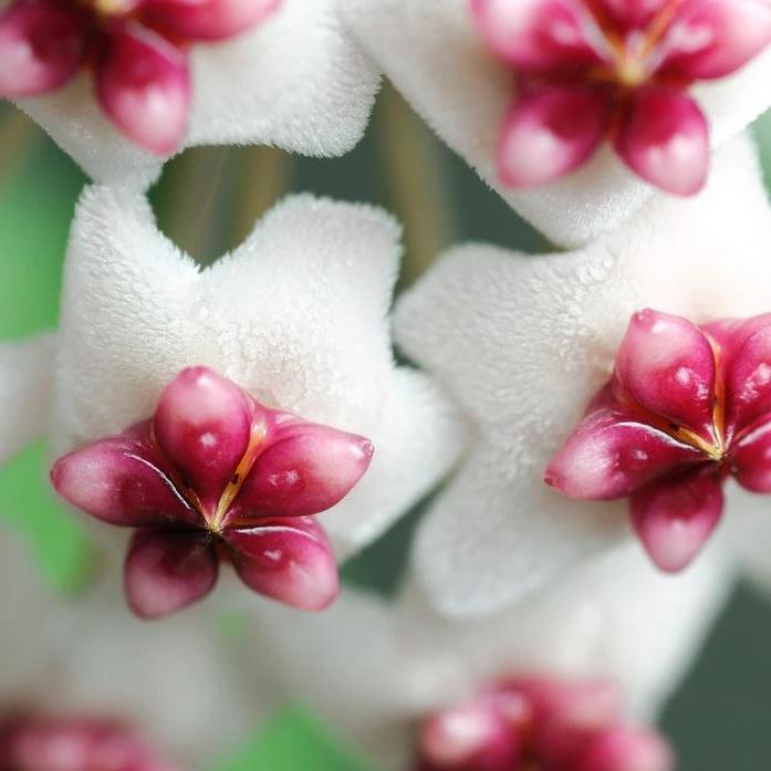 Hoya obovata (splash) H272