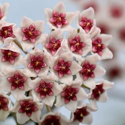 Hoya obovata (splash) H272