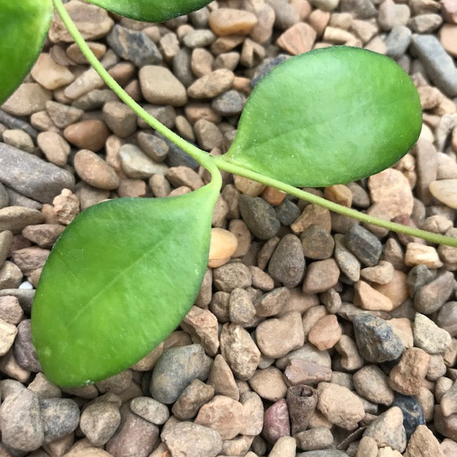 Hoya myrmecopa IML 1375 H280