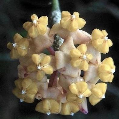 Hoya myrmecopa IML 1375 H280