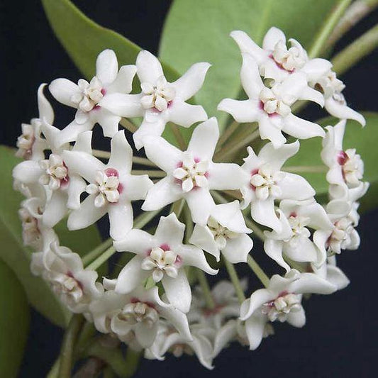 Hoya australis ssp. australis - pointy leaf H28