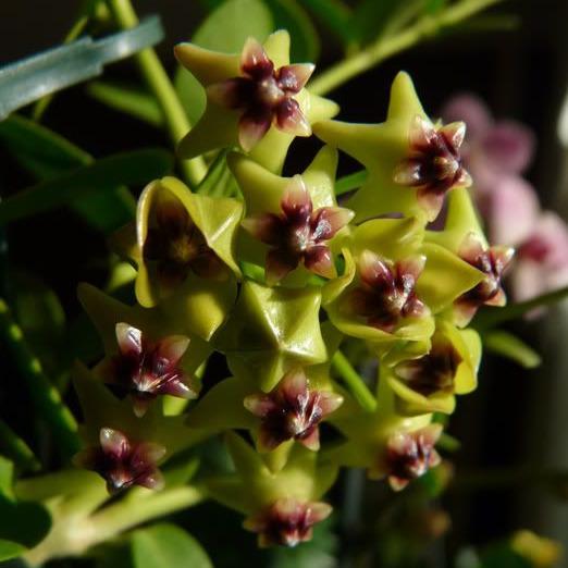 Hoya cumingiana H29