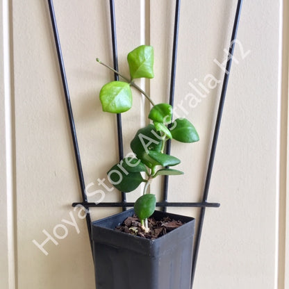 Hoya heuschkeliana H2