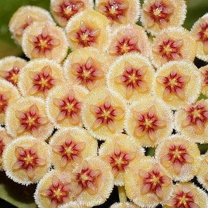 Hoya walliniana H30