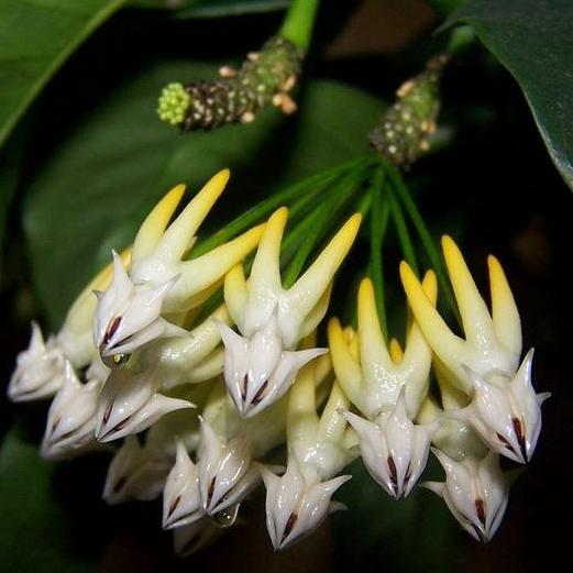 Hoya multiflora Java IML 0153 H32