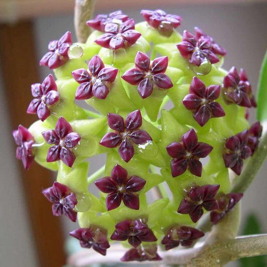 Hoya cinnamomifolia H33