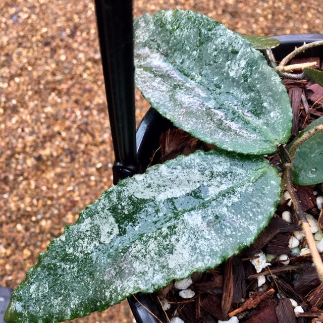 Hoya caudata Sumatra IML 0965 H36