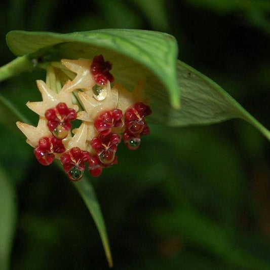 Hoya polyneura H38