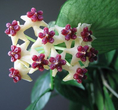Hoya polyneura H38