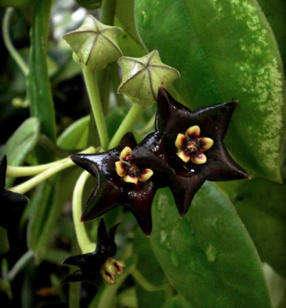 Hoya ciliata H39
