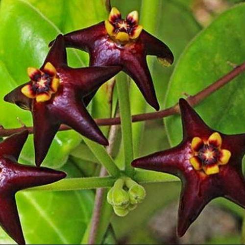 Hoya ciliata H39