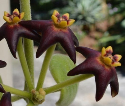 Hoya ciliata H39
