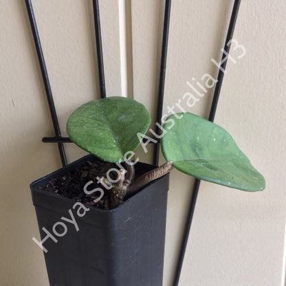 Hoya fungii H3