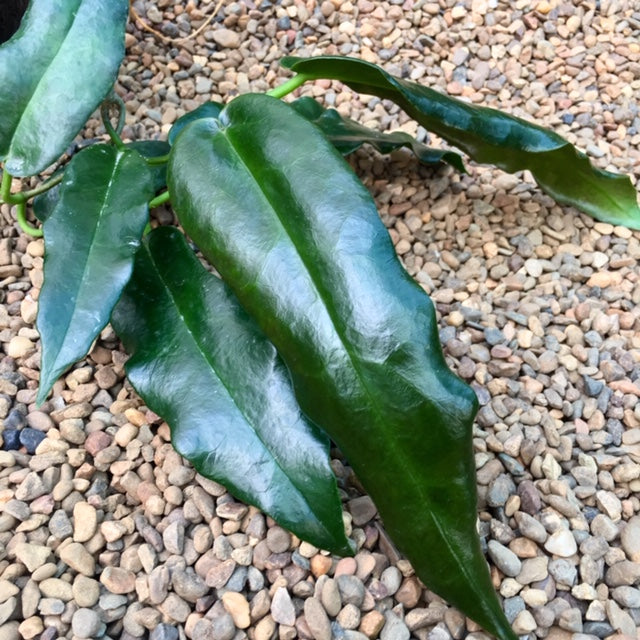 Hoya archboldiana H41