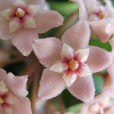 Hoya compacta Indian Rope - inside variegate H42