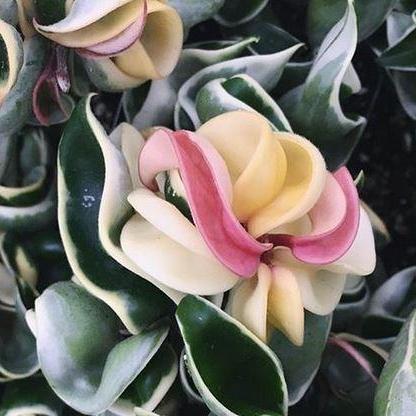 Hoya compacta Indian Rope - outside variegate H43
