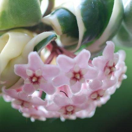 Hoya compacta Indian Rope - outside variegate H43