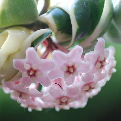 Hoya compacta Indian Rope - outside variegate H43