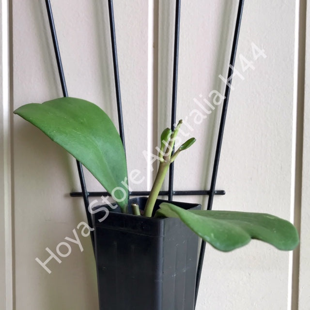 Hoya kerrii H44