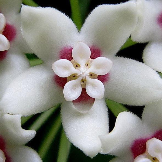 Hoya australis ssp. australis - round leaf H45