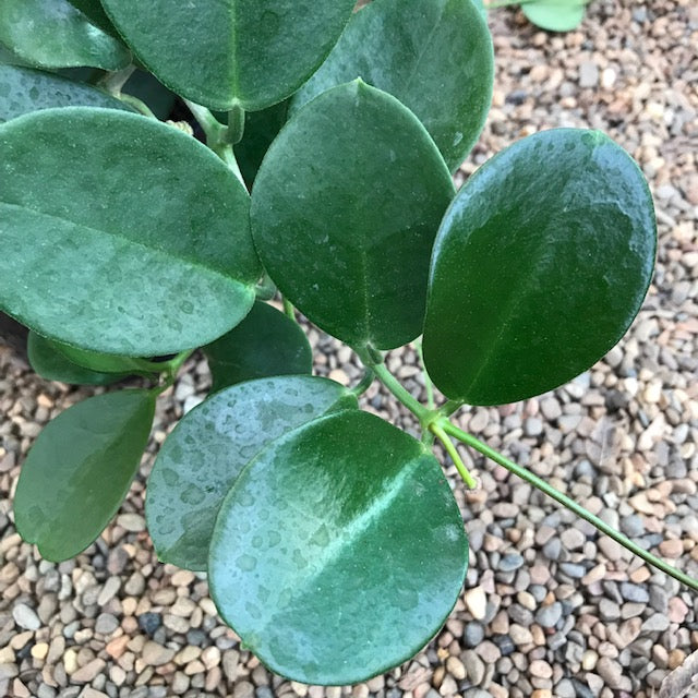 Hoya australis ssp. australis - round leaf H45