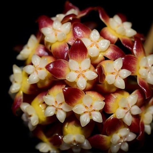 Hoya callistophylla Borneo IML 1174 H46