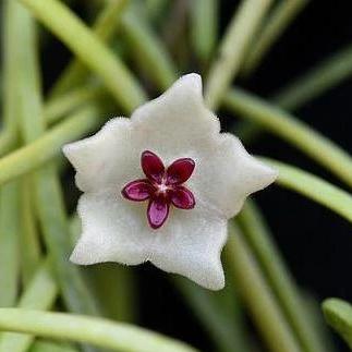 Hoya retusa H47