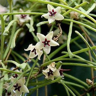 Hoya retusa H47