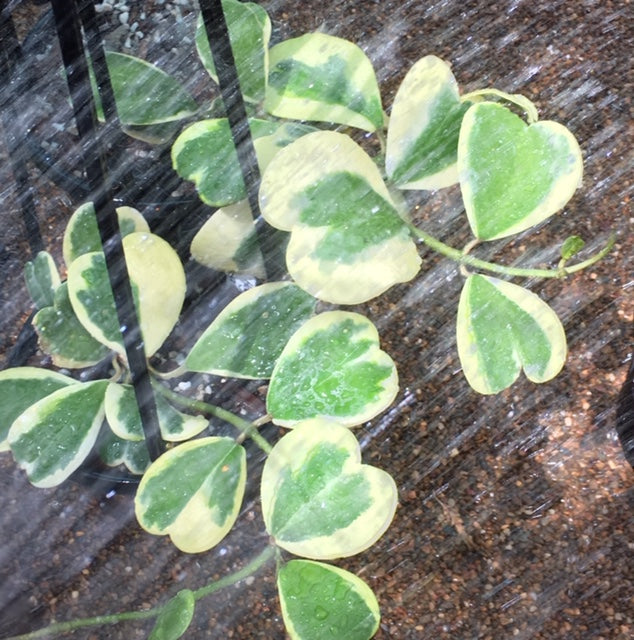 Hoya kerrii (albomarginata) H48