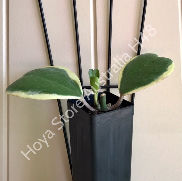 Hoya kerrii albomarginata H48
