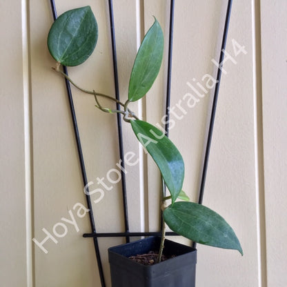 Hoya nicholsoniae H4