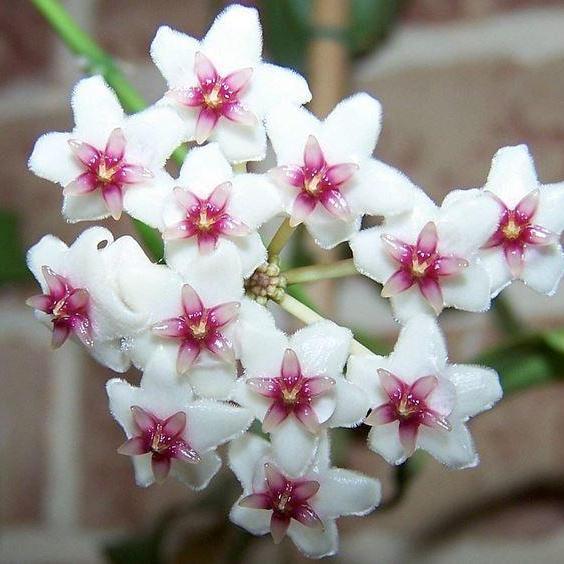 Hoya anulata Iron Range Qld. IML 0024 H50