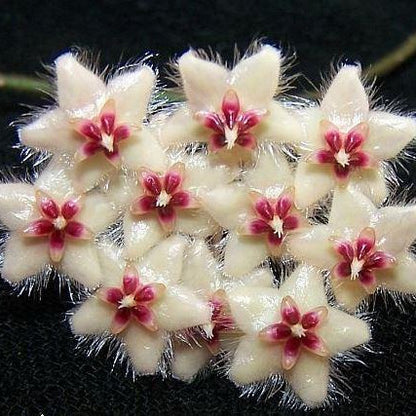 Hoya caudata Tioman Is. IML 1687 H51