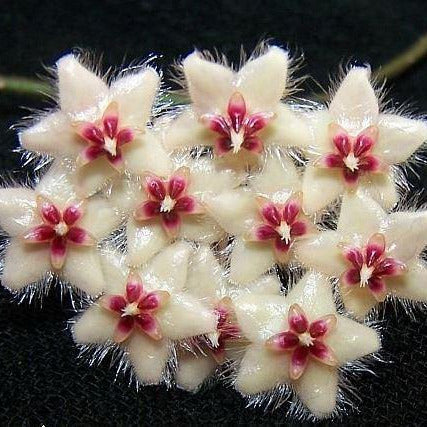 Hoya caudata Tioman Is. IML 1687 H51