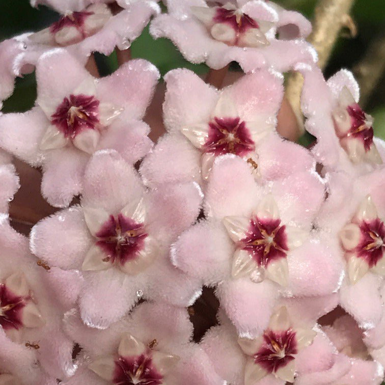 Hoya compacta Krinkle 8 IML 0186 H52