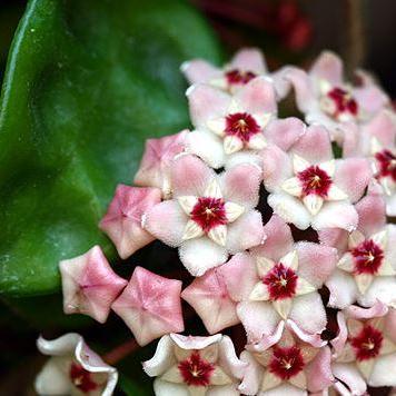 Hoya compacta Krinkle 8 IML 0186 H52