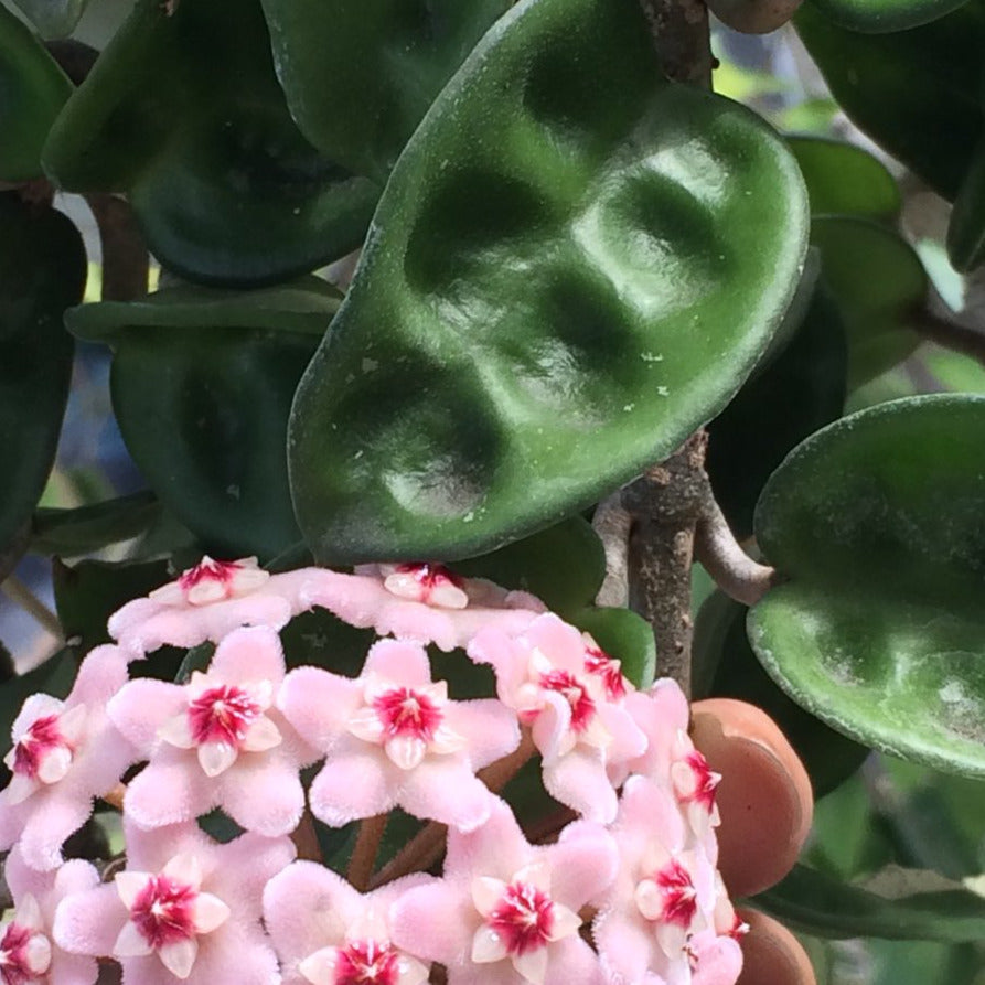 Hoya compacta Krinkle 8 IML 0186 H52