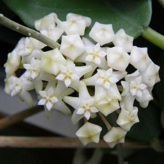 Hoya arnottiana H53