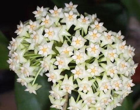 Hoya arnottiana H53