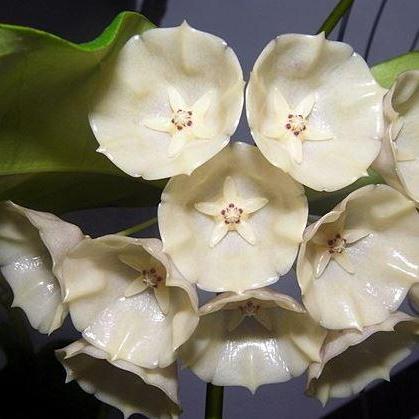 Hoya campanulata IML 1638 H54