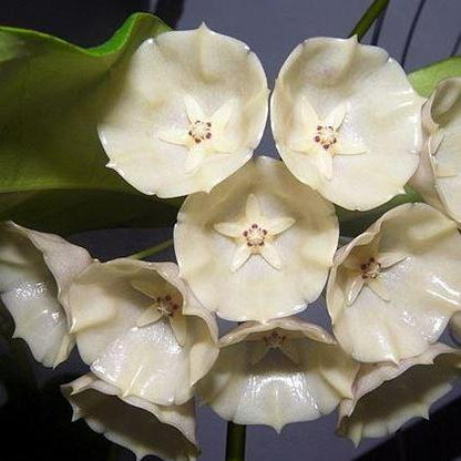 Hoya campanulata IML 1638 H54
