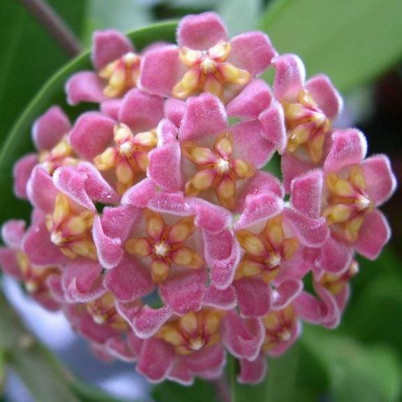 Hoya davidcummingii IML 0892 H55