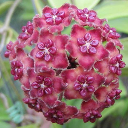 Hoya excavata IML 1007 H59