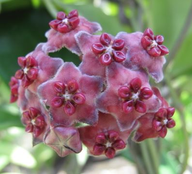 Hoya excavata IML 1007 H59